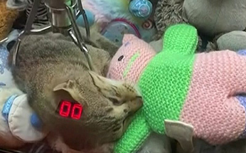 (影)浪貓進夾娃娃機睡翻！把爪夾當按摩