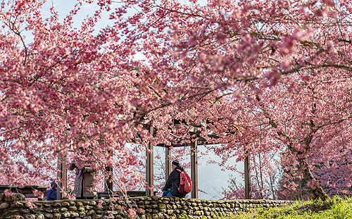 迎浪漫櫻花海！全台10大熱門賞櫻景點一次看