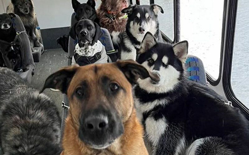 狗自己搭車放風！美國遛狗巴士爆紅