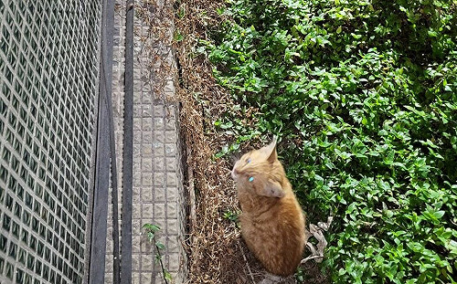 貓咪遭虐傷遺棄 新北動保處及時救援截肢並嚴懲飼主