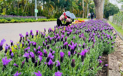 13萬株花海齊綻放！士林官邸鬱金香展2/9盛大登場