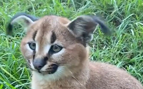 獰貓耳朵軟Q像跳舞！網憂鬱時狂看