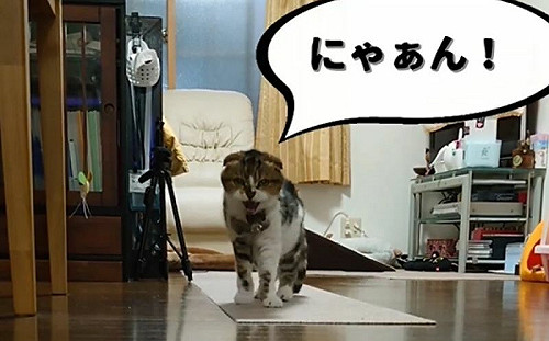 17歲老貓狂奔迎接！網友見畫面哭了