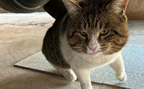 浪貓吃完飯腳狂搓？網笑解答藏臉上