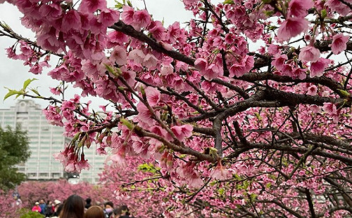 免衝陽明山！雙北3大賞櫻秘境公開