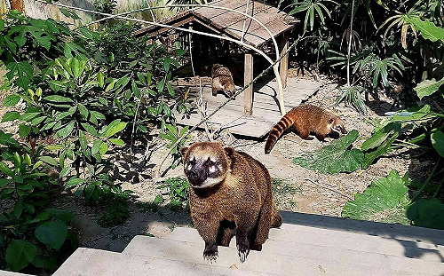 反擊藍營炒作「浣熊之死」 高市議會民進黨團：未審先判極度無恥