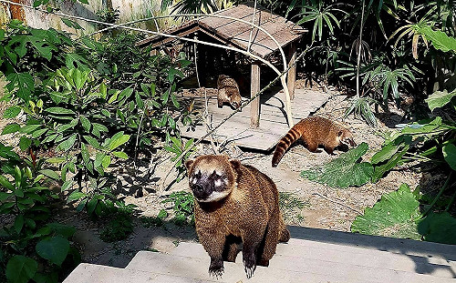 不滿被高雄綠營稱「極度無恥」 國民黨團反問：在罵全體高雄市民？