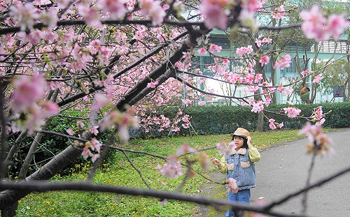 不用人擠人！到新北八里櫻花秘境來場浪漫邂逅 