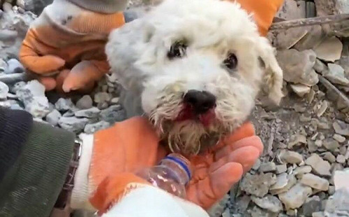 土國地震小狗遭埋！露頭無助張望