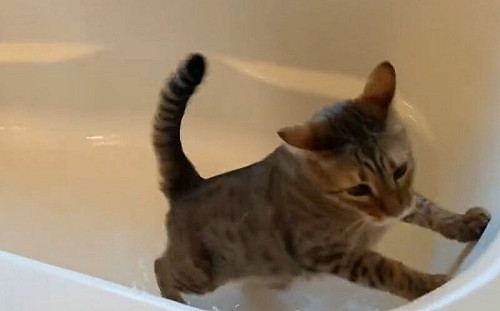 (影)貓不愛被淋濕？這隻反「遇水則嗨」