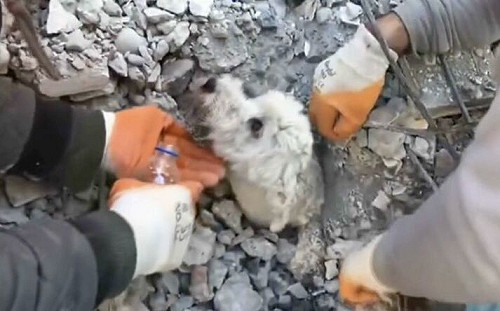 土耳其狗狗遭埋瓦礫堆！救援畫面曝