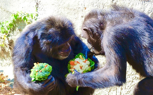壽山動物園專屬浪漫！ 特製情人節蔬果花束甜蜜滿點
