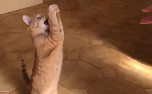 橘貓奇異行為大賞！飼主微笑認證