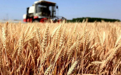 中國大饑荒時代即將來臨 ? 中共一號文件強調糧食安全「6 次」