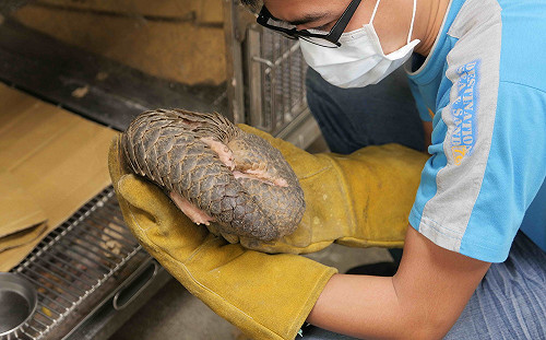 新北動保處去年救援50隻穿山甲   全市29區新店即佔三成 