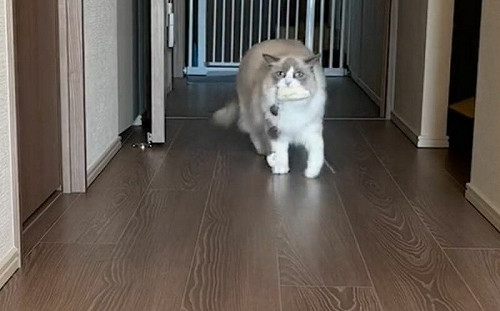 貓獨自在家做啥？飼主見監視器鼻酸