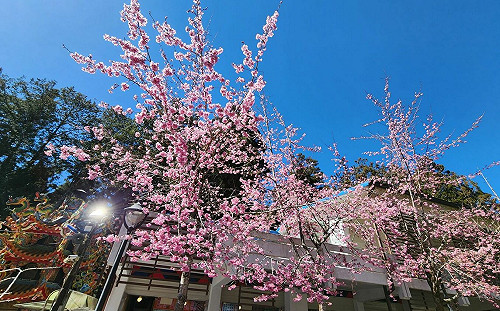 因應228連假賞櫻人潮 嘉義林管處規劃交通紓解方案