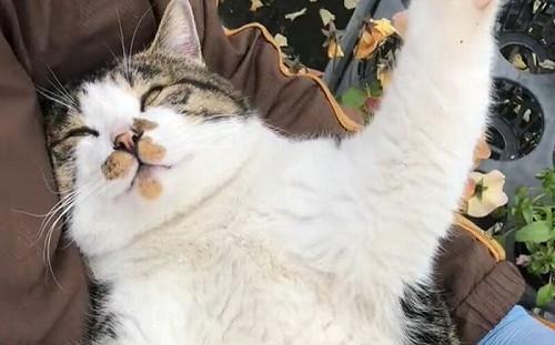 (影)貓躺主人膝枕爽歪！睡到眼白露出