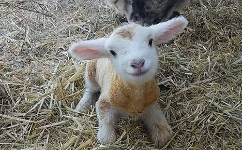 小羊剛出生15分鐘！對鏡頭亮微笑