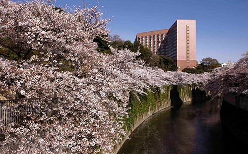 開門就是櫻花海！精選台日6大旅宿