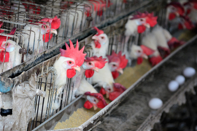 戴奧辛蛋　桃園查封存921.65公斤、下架停用