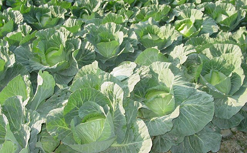平地甘藍菜已屆盛產末期  五月價格可望回溫