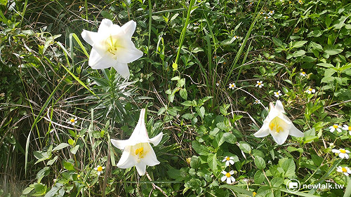 台灣百合花4月至7月接力開 大肚山係第一名