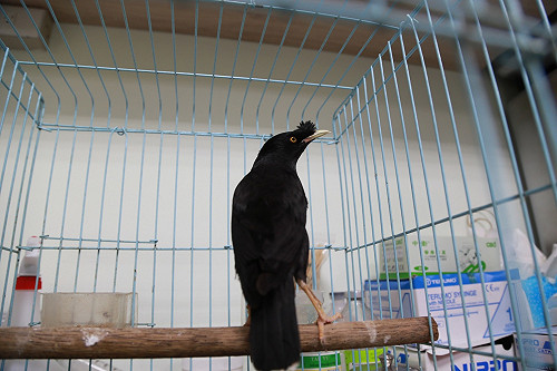 幼稚園展示1隻鳥 將挨罰1-5萬元