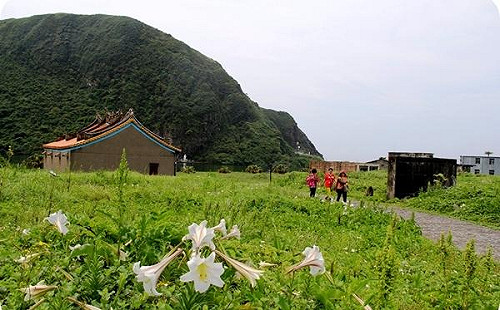 錯過今年等明年！龜山島百合花開賞鯨賞花正是時候