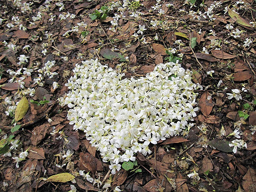 浪漫五月雪四月搶先開  中部這幾個地方桐花都開了！