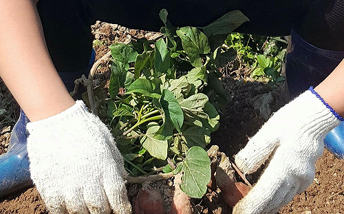 週末兼差當農夫？桃園開心農場下田拔地瓜