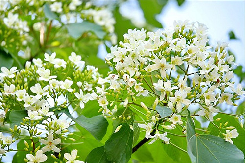 今年五月雪可以躺著看！古坑桐花公園露營平台開放預約申請