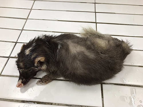 遭狂犬病鼬獾咬眾怎保命? 切記2不1要