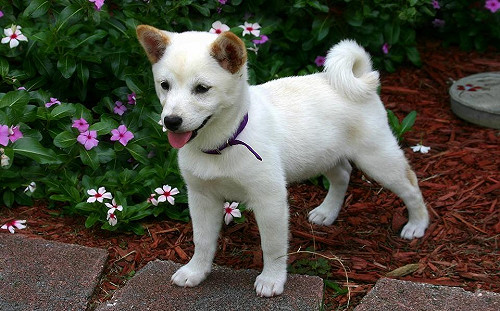 想養柴犬？你真的準備好了嗎？
