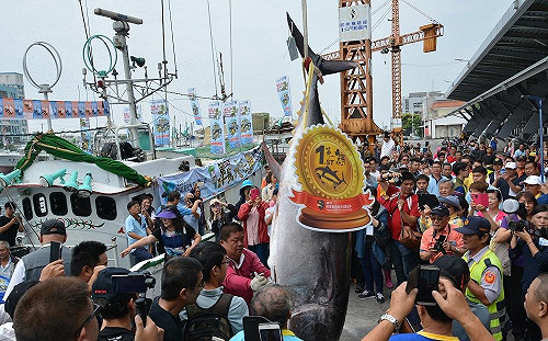 有錢也吃不到！黑鮪魚季特色辦桌門票一日秒殺超搶手