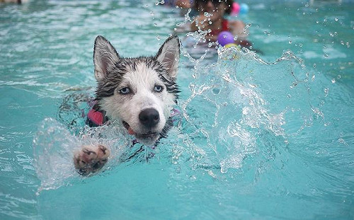 天氣變熱了！汪星人中暑怎麼辦？