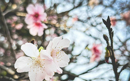 路邊櫻花怎麼拍？手機一招設定絕美