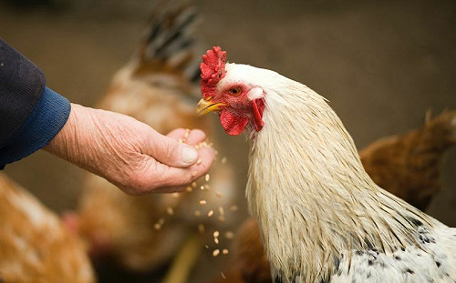 養雞場長月薪17萬！外派地點曝光