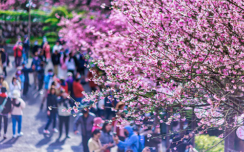 全台最多櫻花勝地 新北吸引追櫻遊客破百萬人次