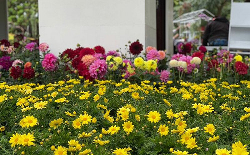 一路玩到年底！北市賞花地圖報你知