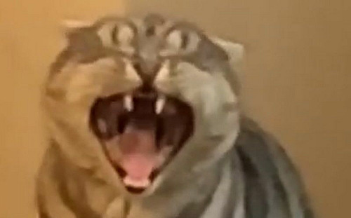 貓打哈欠出現第二隻眼！眾喊好神奇