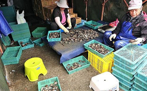 春天冷熱多變 溫補推薦新北貢寮鮑人蔘雞湯