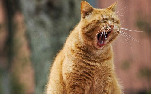 貓版智力測驗！獸醫師：15分是天才