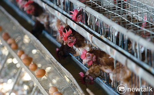 嘉義蛋雞場確診H5N1亞型禽流感 撲殺5.8萬隻雞