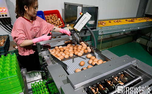 雞蛋產量過剩！農業部啟動緊急淘汰計畫
