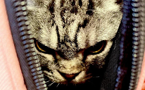 要去醫院剪指甲！包內現鬼店貓貓頭