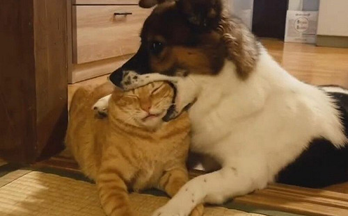 狗狗愛意太沉重！橘貓冏臉嘆：救命