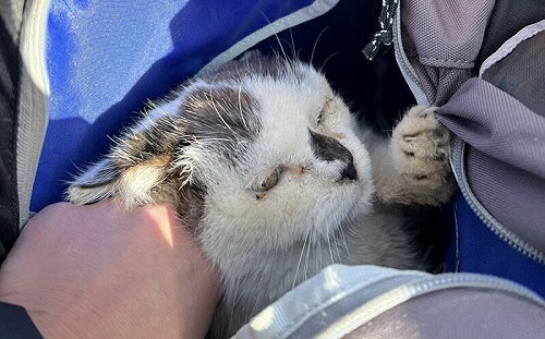 男在公園開包包！裡面神奇出現貓