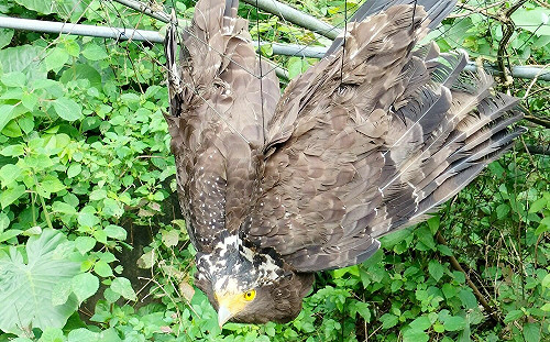 二級保育類大冠鷲受困瓜棚動彈不得 新北動保處及時救援