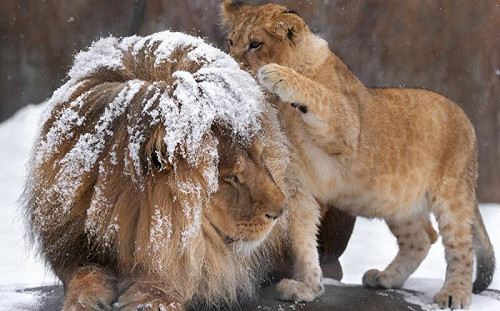 小獅子好心提醒爸爸！下秒慘遭波及